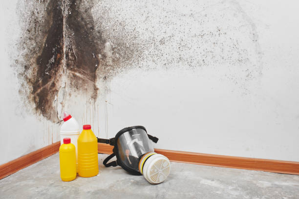 Best Mold Removal for HVAC Installations  in Henryetta, OK